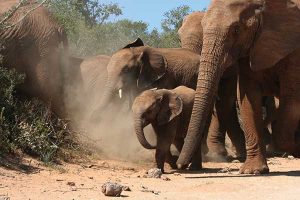 Baby-olifant Zuid-Afrika