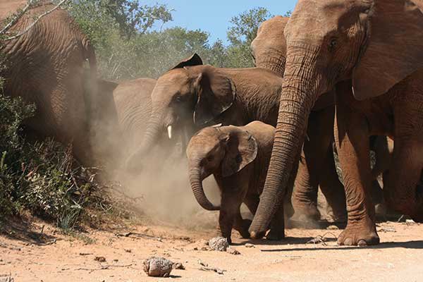 Baby-olifant Zuid-Afrika