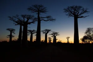 Baobab De hoogtepunten van Madagascar