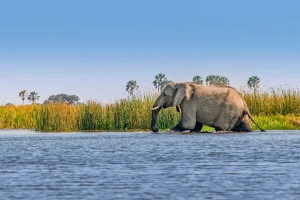 safari naar de Victoria Falls