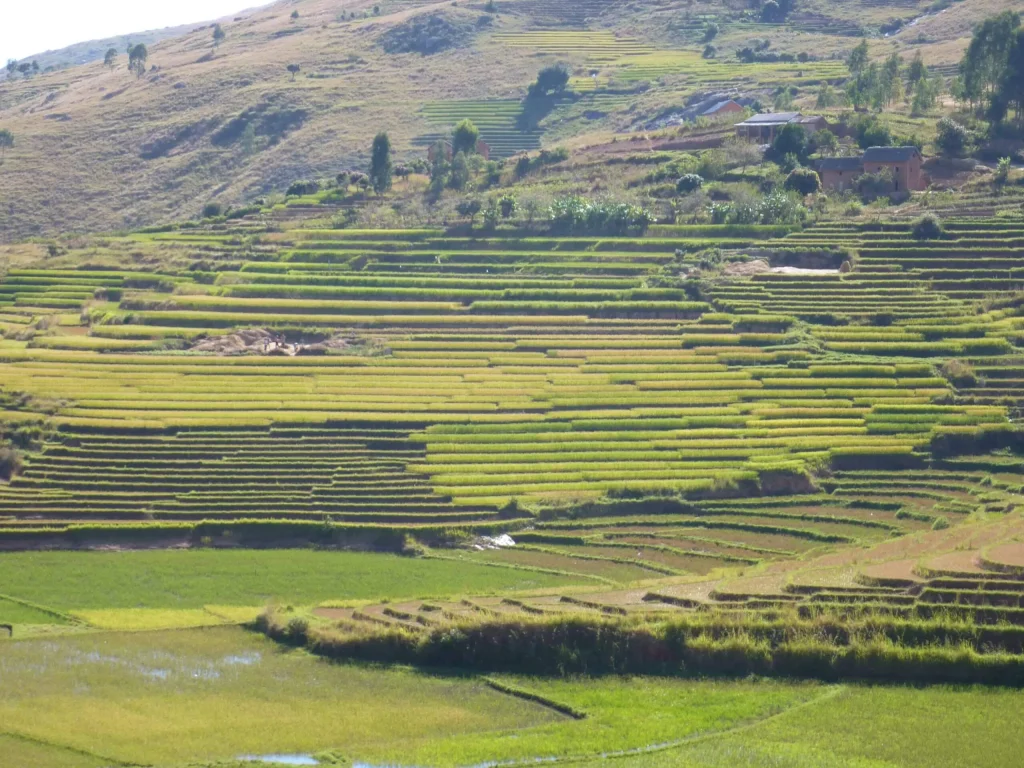 ricepaddies_near_Ambalavao Flora en Fauna Tour Madagaskar